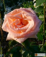 Tee Hybrid Rose Osiana